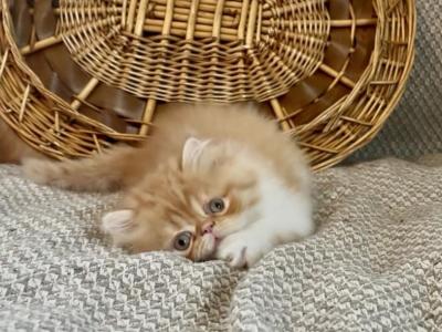RESERVED Joey - Persian - Gallery Photo #1