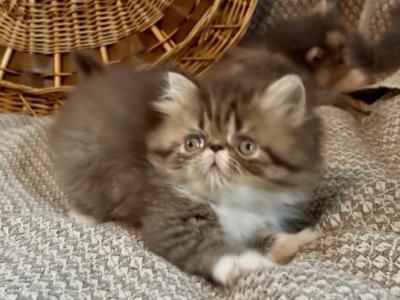 RESERVED Chocolate Tabby And White Evie - Persian - Gallery Photo #1