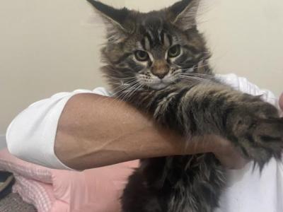 Polly - Maine Coon - Gallery Photo #1