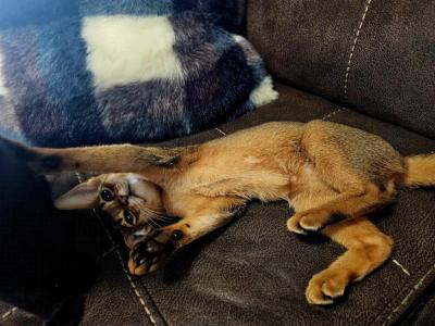 Star Babies - Abyssinian - Gallery Photo #1