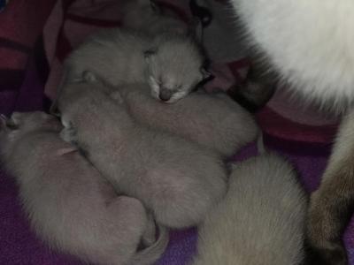 September Litter - Siamese - Gallery Photo #1