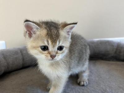 Lulu - Scottish Straight - Gallery Photo #1