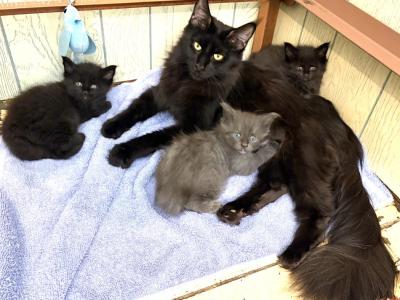 Mc Kittens - Maine Coon - Gallery Photo #1