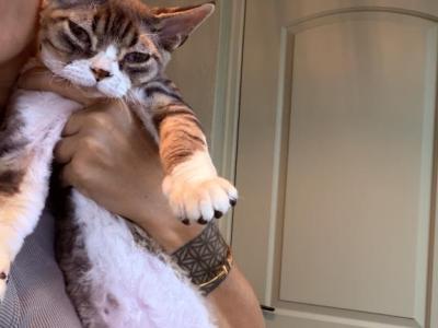 Devon Rex Male Black Tabby - Devon Rex - Gallery Photo #1