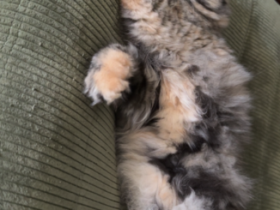 Pancakes - Persian - Gallery Photo #1