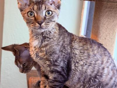 Devon Rex Female - Devon Rex - Gallery Photo #1