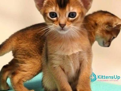 Peppa - Abyssinian - Gallery Photo #1