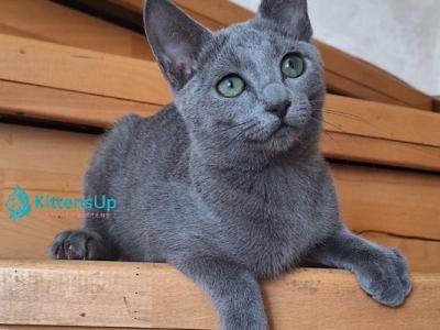 Okinava - Russian Blue - Gallery Photo #1