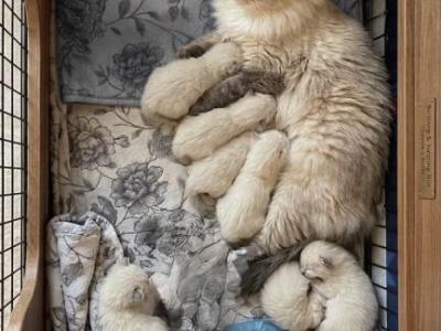 Muffin Litter Of 7 - Ragdoll - Gallery Photo #1