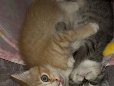 Sunny - Domestic - Gallery Photo #1