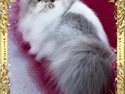 Kingston - Persian - Gallery Photo #1
