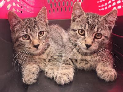 Adorable Tabby Kittens - Domestic - Gallery Photo #1