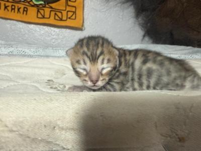 LF2 - Bengal - Gallery Photo #1