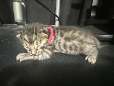 LF5 - Bengal - Gallery Photo #1