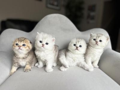 M Litter - Scottish Fold - Gallery Photo #1