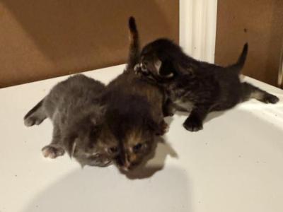 Chanel Litter - Maine Coon - Gallery Photo #1
