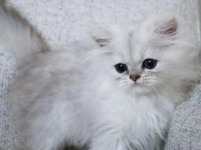 Liam - Persian - Gallery Photo #1