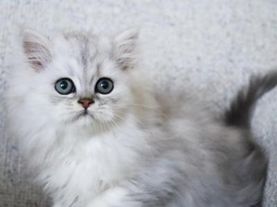 Luka - Persian - Gallery Photo #1