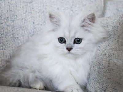 Lila - Persian - Gallery Photo #1