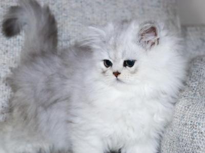 Sawyer - Persian - Gallery Photo #1