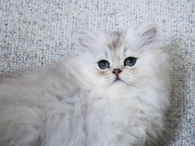 Spencer - Persian - Gallery Photo #1