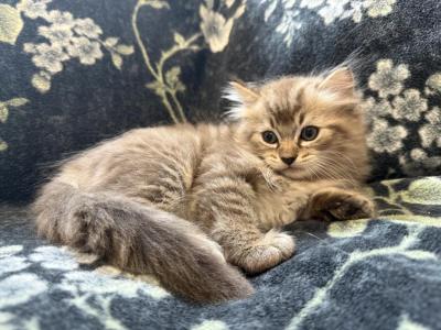 Atlas - Ragdoll - Gallery Photo #1