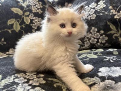 Ollie - Ragdoll - Gallery Photo #1