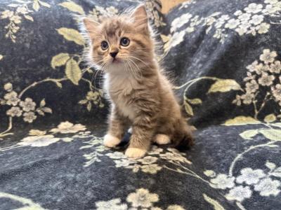 Fern - Ragdoll - Gallery Photo #1