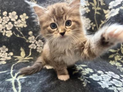 Fern - Ragdoll - Gallery Photo #1