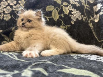 Indie - Ragdoll - Gallery Photo #1