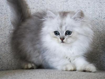 Apollo - Persian - Gallery Photo #1