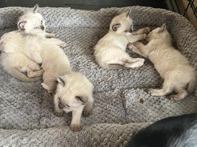 WHISKERS SEPT 26 - Siamese - Gallery Photo #1