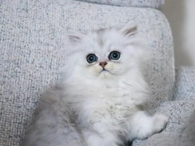 Arlo - Persian - Gallery Photo #1
