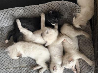 SIAMESE MANX - Manx - Gallery Photo #1