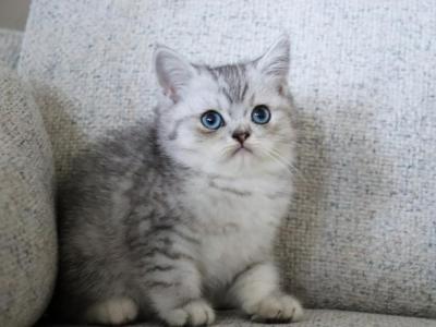 Ace - Exotic - Gallery Photo #1