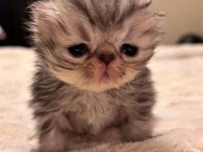 Tortoiseshell - Persian - Gallery Photo #1