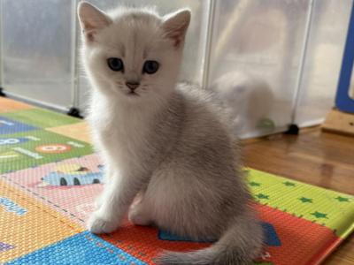 Tasia - British Shorthair - Gallery Photo #1