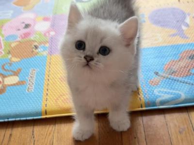 Karl - British Shorthair - Gallery Photo #1