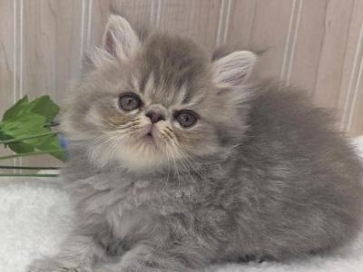 Blue Boy Ozark Missouri - Persian - Gallery Photo #1