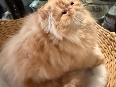 Red Boy Lake Of The Ozarks Missouri - Persian - Gallery Photo #1