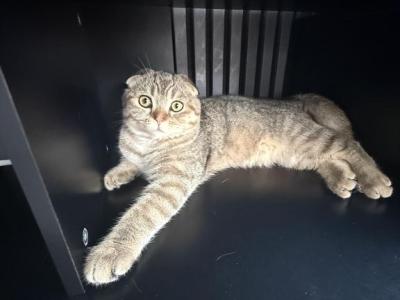 Zane - Scottish Fold - Gallery Photo #1