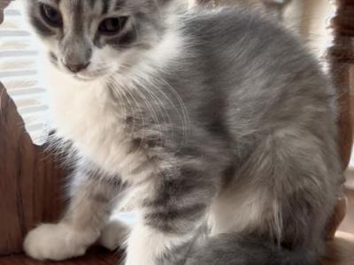 Fluffy - Maine Coon - Gallery Photo #1