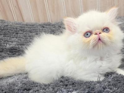 Flame Point Boy Ozark Missouri - Himalayan - Gallery Photo #1