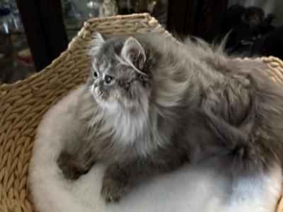 Blue Tabby Girl Lake Of The Ozarks MO - Persian - Gallery Photo #1