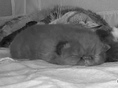 Beautiful Persian Kittens Solid Black All Colors - Persian - Gallery Photo #1
