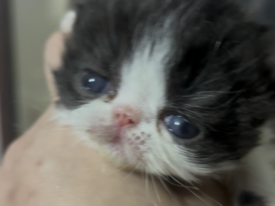 Persian & Exotic Newborns Available - Persian - Gallery Photo #1