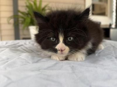 Beautiful Baby - Maine Coon - Gallery Photo #1