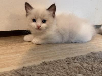 Milo - Ragdoll - Gallery Photo #1
