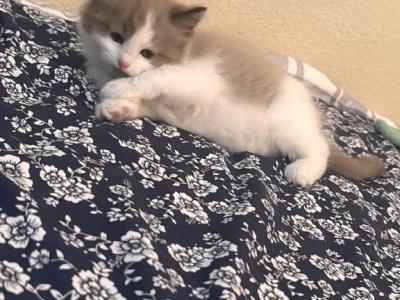 Toulouse - Ragdoll - Gallery Photo #1