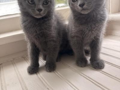 Fairys - Russian Blue - Gallery Photo #1